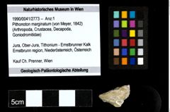 Foto (Objekt + Etiketten) von Pithonoton marginatum (von Meyer, 1842) 
